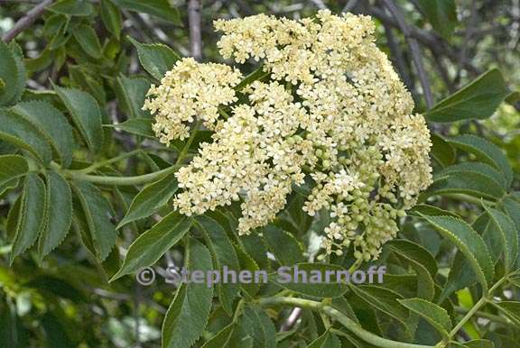 sambucus nigra ssp caerulea 1 graphic